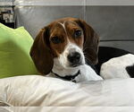 Small #3 Beagle Mix