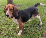 Small #4 Beagle