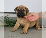 Small #2 Bullmastiff