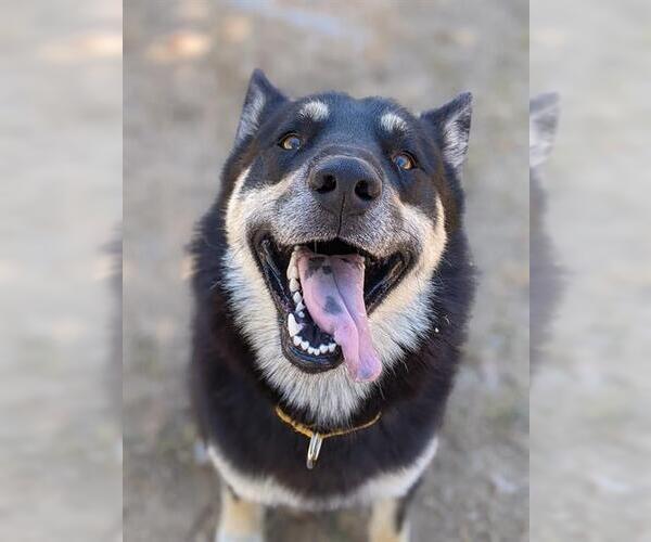 Medium Photo #1 German Shepherd Dog-Siberian Husky Mix Puppy For Sale in Sacramento, CA, USA