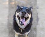 Small German Shepherd Dog-Siberian Husky Mix