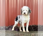 Small Photo #1 Cavapoo (Miniature) Puppy For Sale in MILLERSBURG, OH, USA