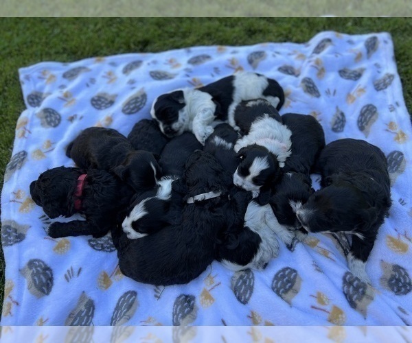 Medium Photo #9 Portuguese Water Dog Puppy For Sale in RIGBY, ID, USA