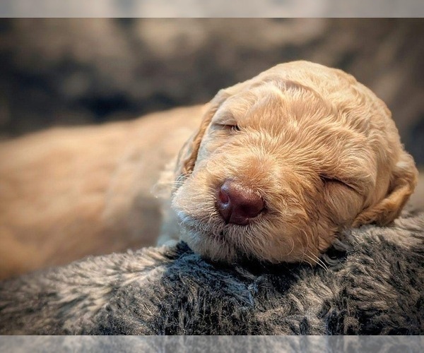 Medium Photo #5 F2 Aussiedoodle Puppy For Sale in LOUISA, VA, USA