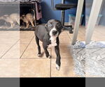 Small #1 American Staffordshire Terrier Mix