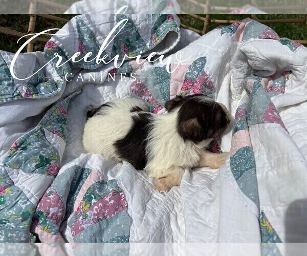 Medium Photo #22 Schnauzer (Miniature) Puppy For Sale in NIANGUA, MO, USA