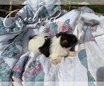 Small Photo #22 Schnauzer (Miniature) Puppy For Sale in NIANGUA, MO, USA
