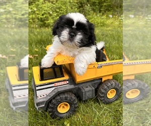 Shih Tzu Puppy for sale in MIDDLEBURY, IN, USA