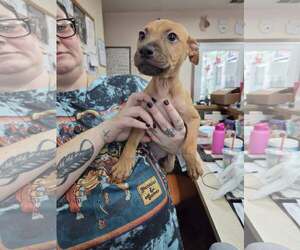 Mutt Dogs for adoption in Martinsburg, WV, USA