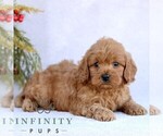 Small Photo #4 Goldendoodle (Miniature) Puppy For Sale in EPHRATA, PA, USA