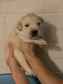 Medium Photo #1 Border Collie-Golden Retriever Mix Puppy For Sale in ASHEBORO, NC, USA
