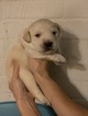 Small Photo #1 Border Collie-Golden Retriever Mix Puppy For Sale in ASHEBORO, NC, USA