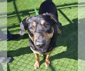 Black and Tan Coonhound-Unknown Mix Dogs for adoption in Murfreesboro, TN, USA