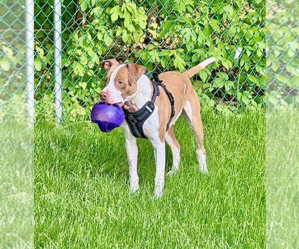 Medium Photo #2 American Pit Bull Terrier-Unknown Mix Puppy For Sale in Brewster, NY, USA