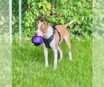 Small #1 American Pit Bull Terrier Mix