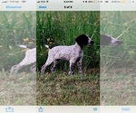 Small Photo #17 German Wirehaired Pointer Puppy For Sale in PARSONS, KS, USA