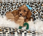 Small Photo #2 Cocker Spaniel-Poodle (Miniature) Mix Puppy For Sale in LAKELAND, FL, USA