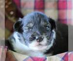 Small Photo #11 Australian Shepherd Puppy For Sale in DANVILLE, PA, USA
