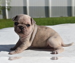 Small #1 Pug
