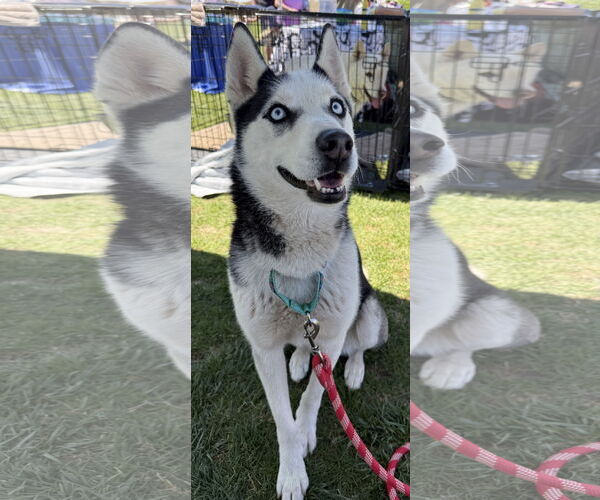 Medium Photo #2 Siberian Husky Puppy For Sale in Cedar Crest, NM, USA