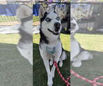 Small #1 Siberian Husky