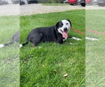 Small American Pit Bull Terrier Mix
