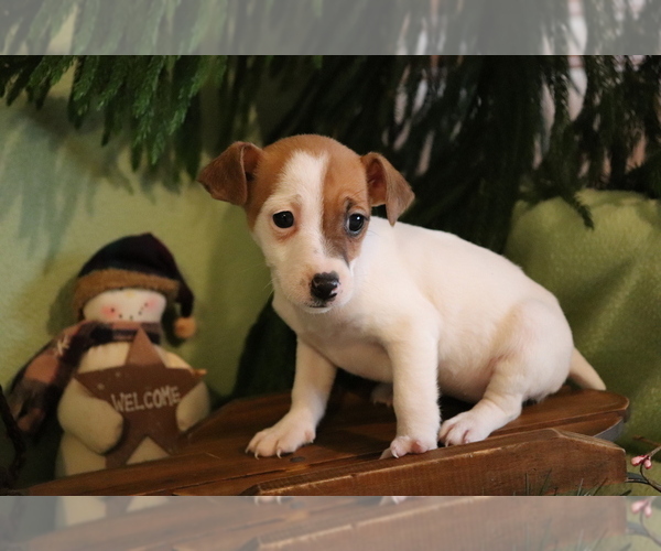 Medium Photo #1 Jack Russell Terrier Puppy For Sale in SHILOH, OH, USA