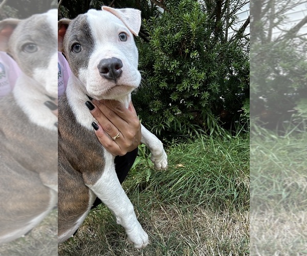 Medium Photo #13 American Pit Bull Terrier Puppy For Sale in BROCKTON, MA, USA