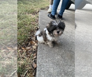 Shih Tzu Puppy for sale in KILLEEN, TX, USA