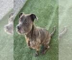 Small #1 Mutt
