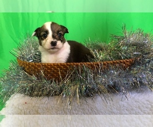 Welsh Cardigan Corgi Puppy for sale in WATERTOWN, SD, USA
