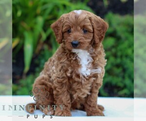 Cavapoo Puppy for sale in LITITZ, PA, USA