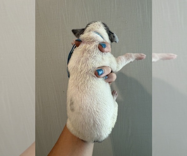 Medium Photo #42 Great Dane Puppy For Sale in HALLETTSVILLE, TX, USA