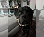 Small Rottweiler Mix