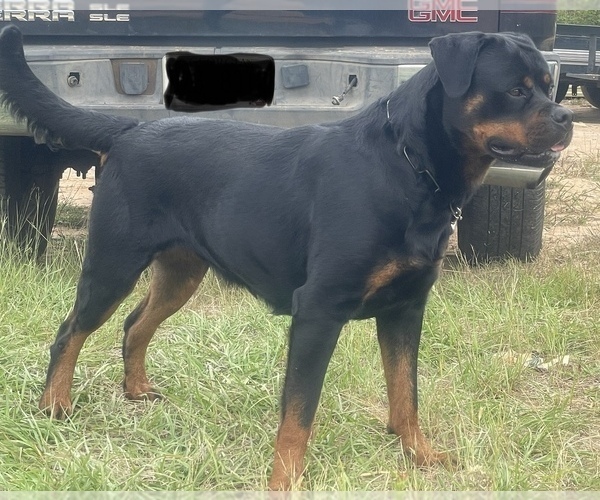 Medium Photo #1 Rottweiler Puppy For Sale in RICHLAND, GA, USA
