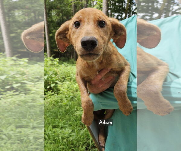 Medium Photo #1 Mutt Puppy For Sale in Corinth, MS, USA