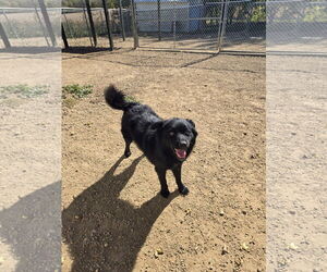 Mutt Dogs for adoption in Maquoketa, IA, USA