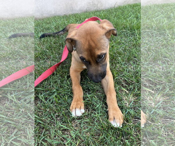 Medium Photo #2 German Shepherd Dog-Unknown Mix Puppy For Sale in Parker Ford, PA, USA