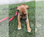 Small #1 German Shepherd Dog Mix