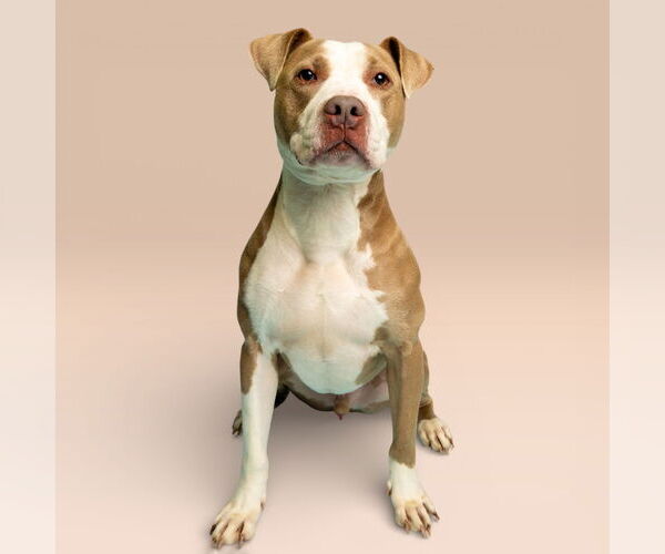 Medium Photo #1 Mutt Puppy For Sale in Rowlett, TX, USA