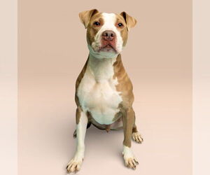 Mutt Dogs for adoption in Rowlett, TX, USA