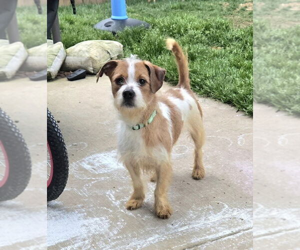 Medium Photo #1 Colonial Cocker Spaniel-Unknown Mix Puppy For Sale in Mooresville, NC, USA