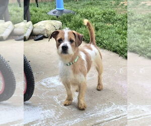 Colonial Cocker Spaniel-Unknown Mix Dogs for adoption in Mooresville, NC, USA
