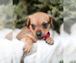 Small #5 Chiweenie