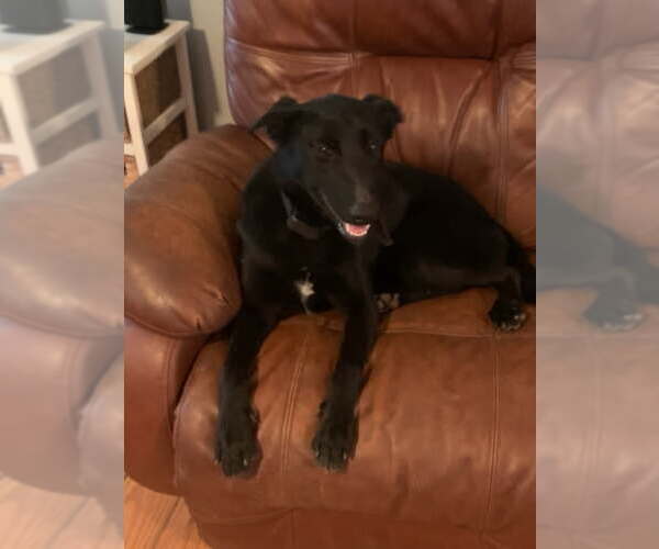 Medium Photo #2 Labrador Retriever-Unknown Mix Puppy For Sale in LOGANVILLE, GA, USA