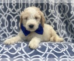 Small Photo #10 Goldendoodle-Poodle (Standard) Mix Puppy For Sale in LAKELAND, FL, USA