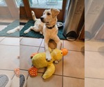Small #2 Great Pyrenees