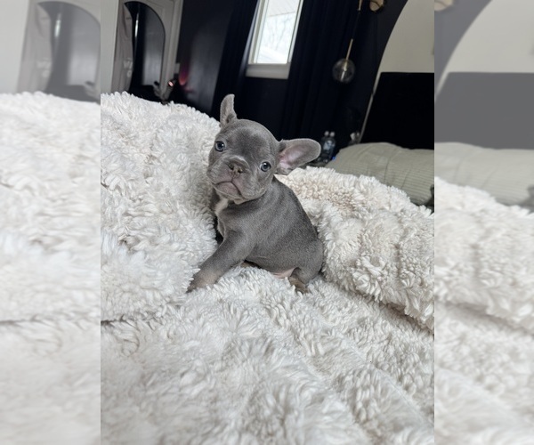 Medium Photo #6 French Bulldog Puppy For Sale in FORT WAYNE, IN, USA