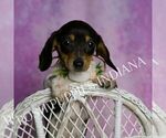 Puppy Dottie ACA Dachshund