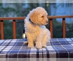 Small Photo #2 Goldendoodle Puppy For Sale in WEST LINN, OR, USA